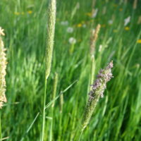 Fléole des prés, Massette, Queue de rat, Herbe de  Thimothée