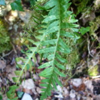 Polypode vulgaire, Réglisse sauvage, Réglisse des bois, Réglisse du pauvre