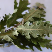 Chêne pubescent, Chêne noir