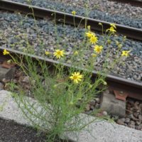 Sénéçon sud-africain, Sénéçon du Cap, Sénéçon de Mazamet