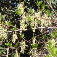 Stachyurus précoce