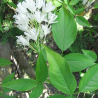 Staphilier de Colchide