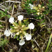 Germandrée des montagnes