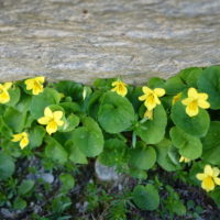 Pensées à  deux fleurs