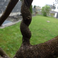Glycine du Japon, Glycine très fleurie