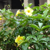 Allamanda jaune, Trompette d’or,  Liane à lait