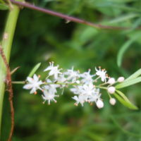 Asparagus de Sprenger, Asparagus d’Éthiopie