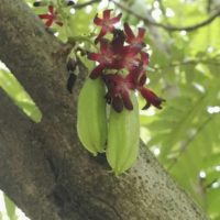 Carambolier cylindrique, Bilimbi, Arbre à cornichons