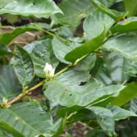 Caféier d’Arabie, Kafé