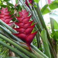 Héliconie des Caraïbes,Balisier des Caraïbes, Queue des poissons, Petit arbre du voyageur