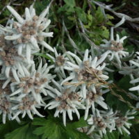 Edelweiss, Étoile des glaciers, Pied-de-lion, Immortelle des neiges
