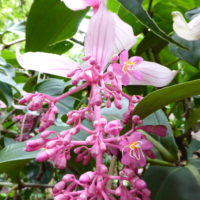 Médinilla magnifique