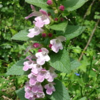 Mélitte à feuilles de mélisse