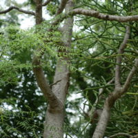 Mouroungue de Drouhard, Mouroungue de Madagascar