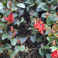 Passiflore écarlate , Grenadille rouge, Fleur de la Passion écarlate