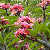 Frangipanier rouge, Frangipanier d’Amérique
