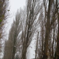 Peuplier d’Italie, Peuplier pyramidal, Peuplier de Lombardie