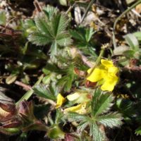 Potentille du printemps, Potentille de Neumann Potentille de Tabernaemontanus