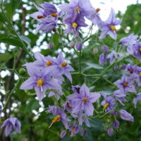 Pomme de terre chilienne