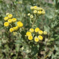 Tanaisie balsamite, Grande balsamite, Menthe-coq