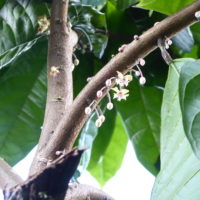 Cacaoyer, Cacaotier, Arbre à cabosse, Arbre à chocolat