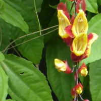 Liane de Mysore, Thunbergie de Mysore