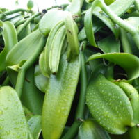 Vanillier à feuilles planes