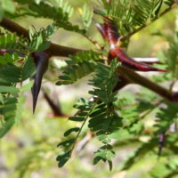 Acacia de Collins, Acacia du Costa Rica
