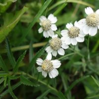 Achillée ptarmique, Achillée sternutatoire, Herbe-à-éternuer, Bouton d’argent