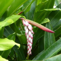 Gingembre coquille, Fleur de mon âme, Larmes de la vierge