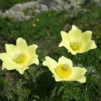 Pulsatille soufrée, Anémone à feuilles d’Ache