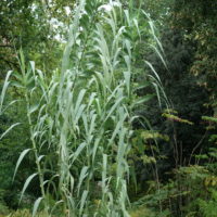 Canne de Provence, Grand roseau, Roseau des jardins
