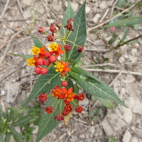 Asclépiade de Curaçao, Fleur de sang, Ipéca bâtard, Herbe  à Madame Boivin