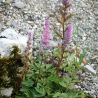 Astilbe rouge, Astilbe de Chine