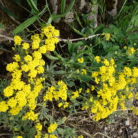 Corbeille-d’or, Alysson des rochers