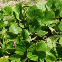 Bergénie à feuilles cordées, Saxifrage de Sibérie, Bergénie à feuilles cordées, Plante des savetiers, Gazon de Sibérie, Oreille d’éléphant