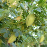 Pois chiche, Cicer Tête-de-bélier