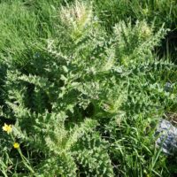 Cirse très épineux, Chardon blanc