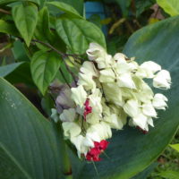 Clérodendron grimpant