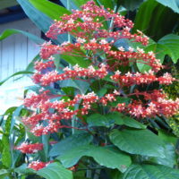 Couronne de mariée, Arbre pagode