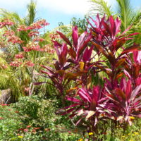 Roseau des Indes, Épinard hawaïen, Langue de femme, Foulard