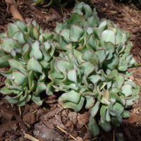 Crassule arborescente