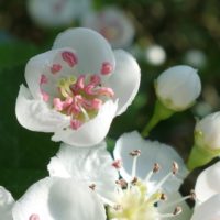 Aubépine à deux styles, Aubépine épineuse, Épine blanche