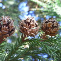Cryptomeria japonica, Cèdre du Japon, Sugi