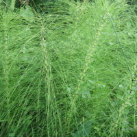 Grande prêle, « Queue de cheval », Prêle à polir