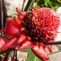 Rose de porcelaine, Fleur en cire