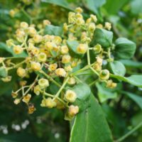 Fusain à feuilles persistantes, Fusain chinois