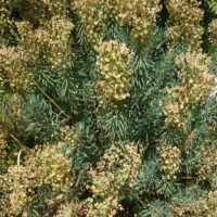 Euphorbe des collines, Euphorbe des garrigues