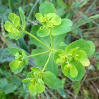 Euphorbe réveille-matin, Herbe aux verrues