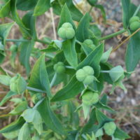 Euphorbe épurge, Herbe-aux-taupes, Herbe des jardins